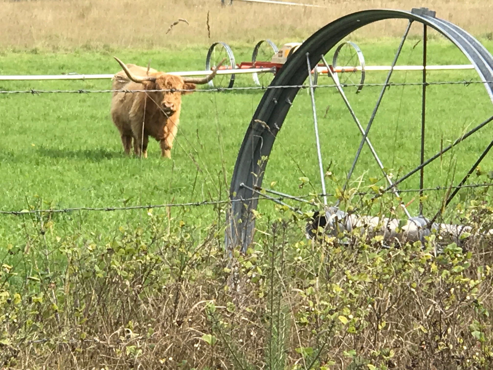 A bull standing in a field