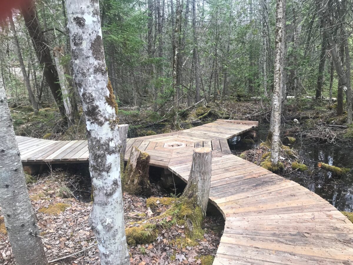 A wooden boardwalk in the woods splitting into two paths.