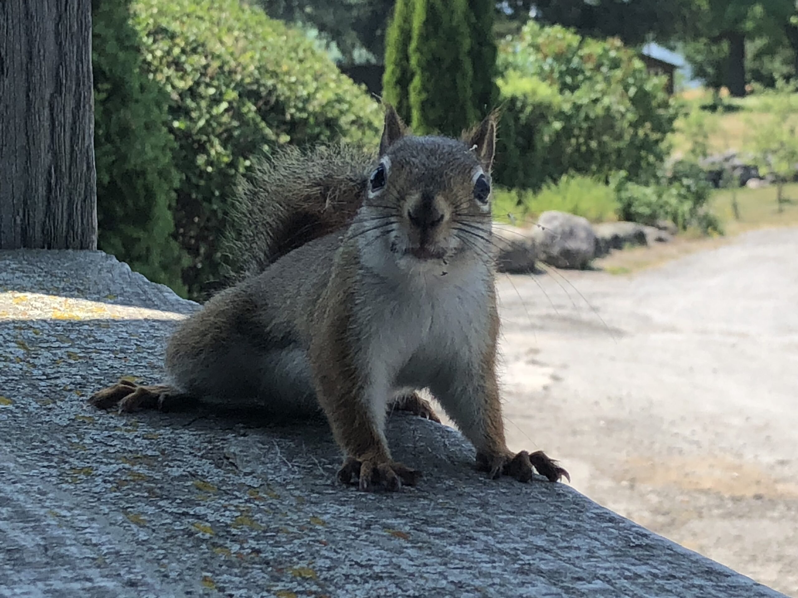 Confused looking squirrel