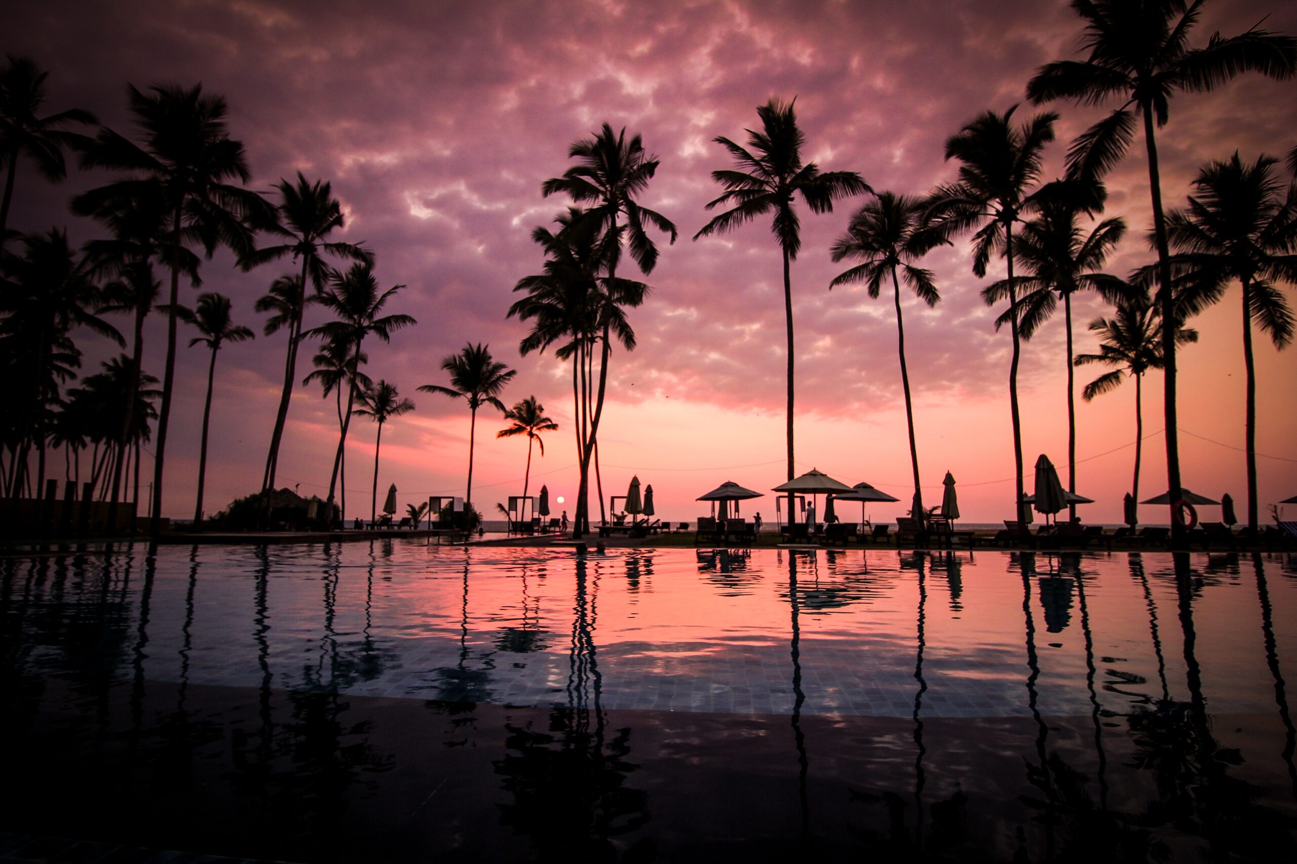 Palm Trees around a lake.