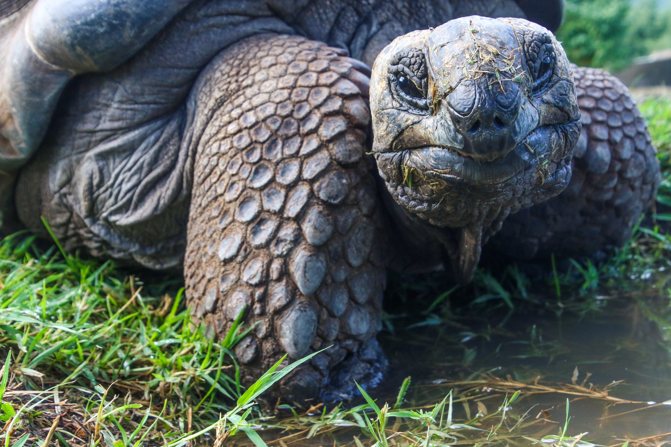 A large tortoise.