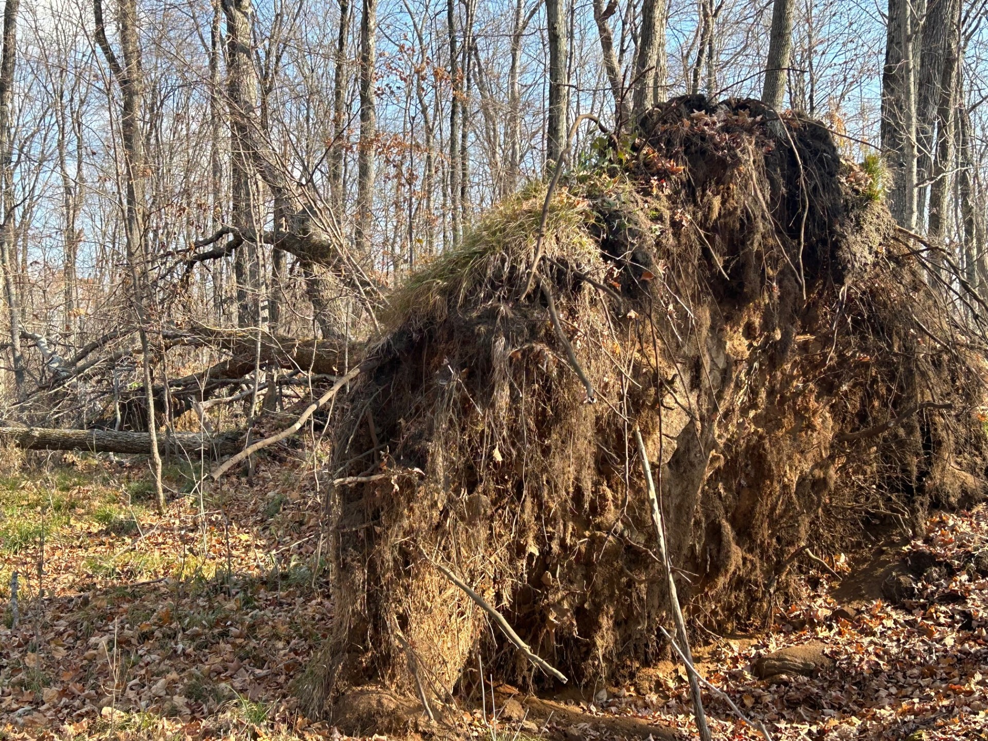 A large tree which has been uprooted.