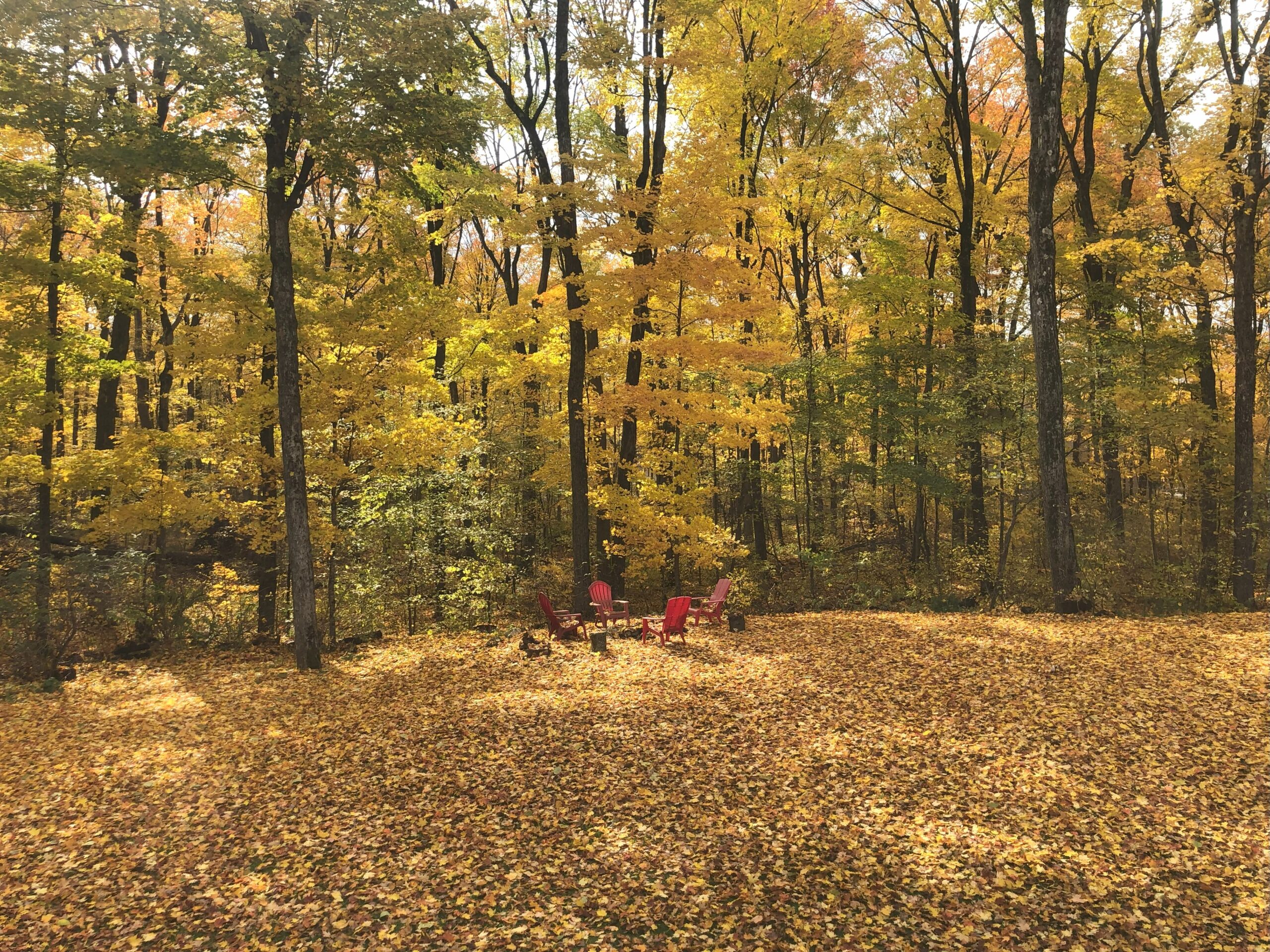 The author's back yard in the fall with trees, leaves, and red chairs.