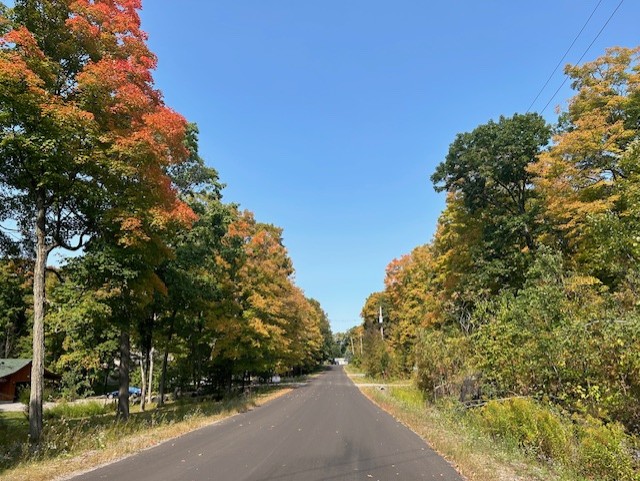 Trees changing colour on a long country road.